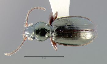 Media type: image;   Entomology 19627 Aspect: habitus dorsal view